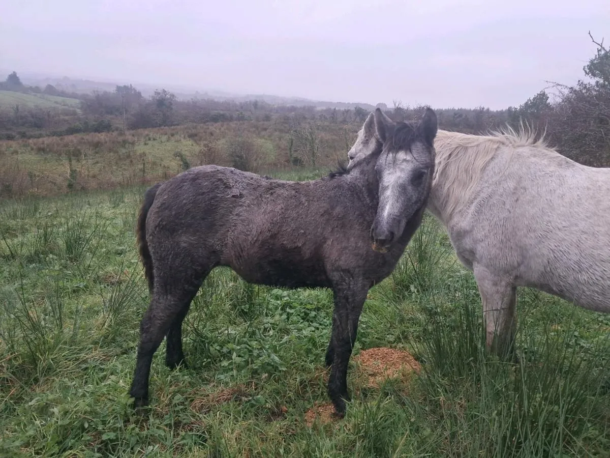 Connemara Foals - Image 2