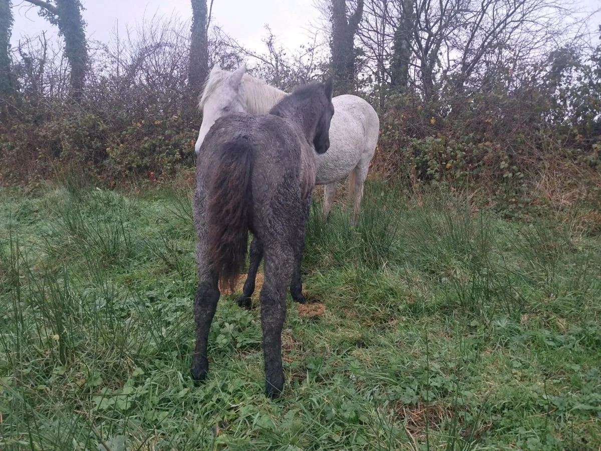 Connemara Foals - Image 3