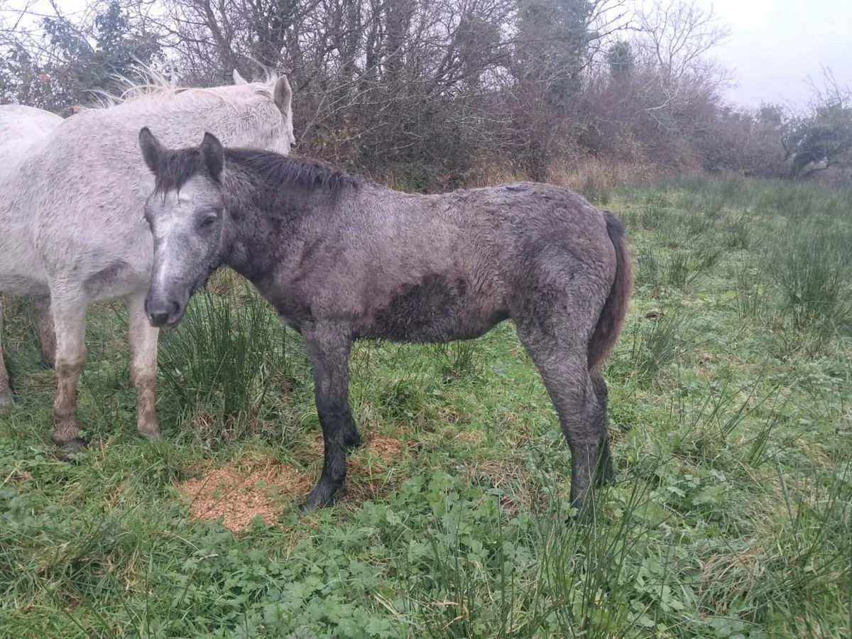 Connemara Foals - Image 4