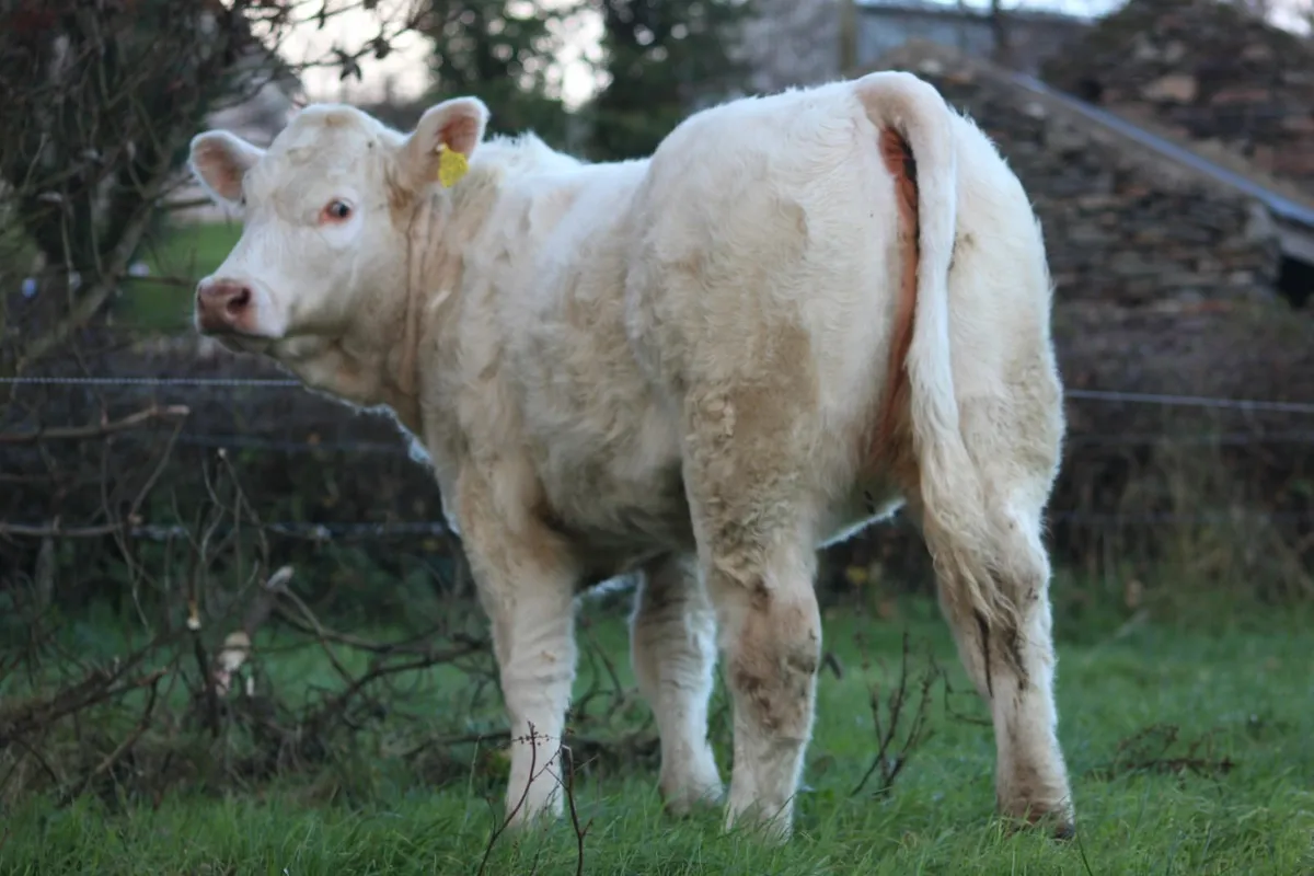 View lots for marteye sale - Image 4