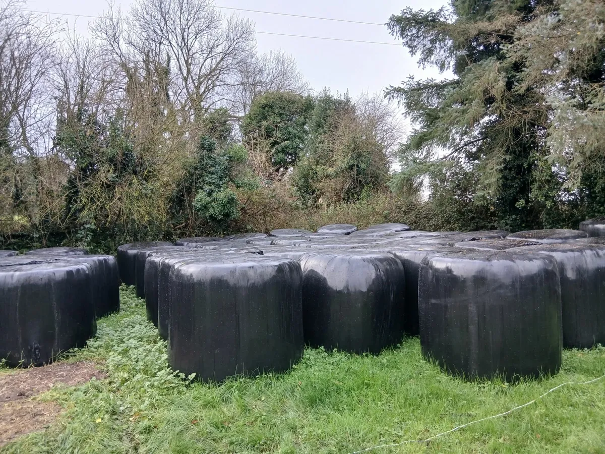 40 Silage bales