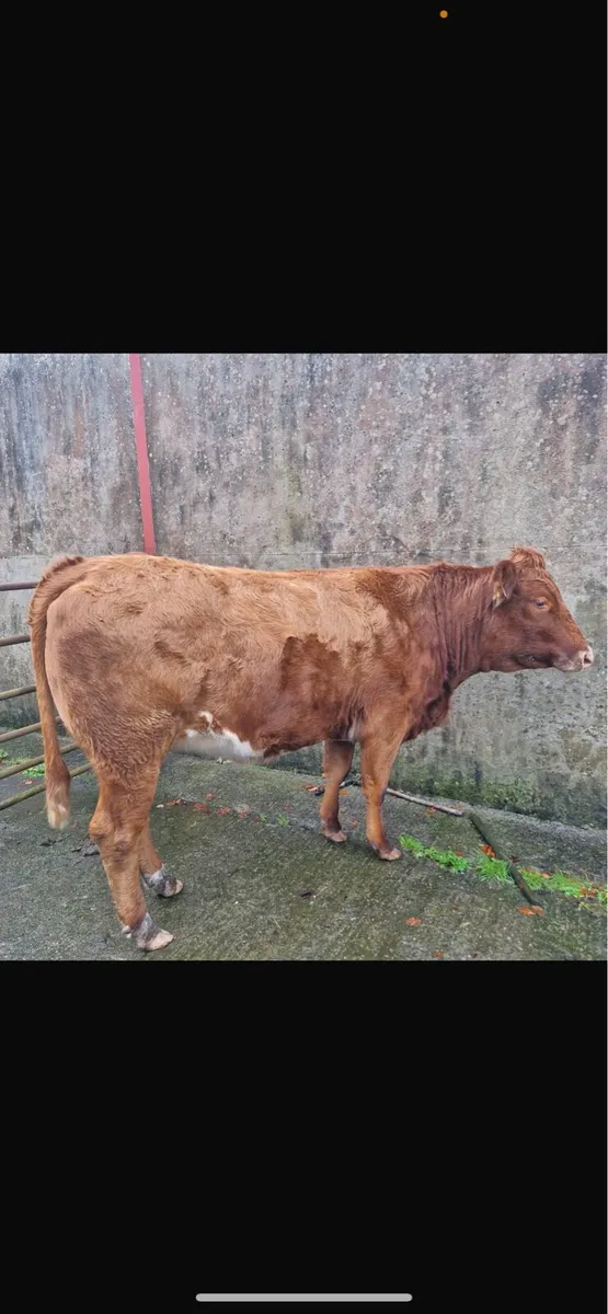 Lim  Springer Heifer for Sale Balla Mart Nov 29th