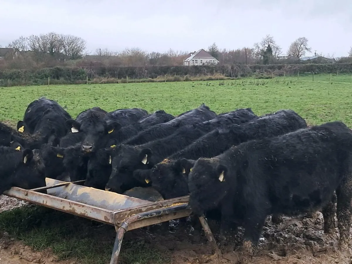 12 ABERDEEN ANGUS HEIFER WEANLINGS - Image 2