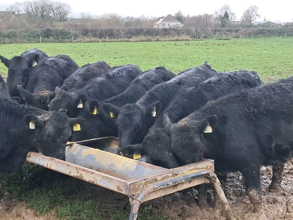 12 ABERDEEN ANGUS HEIFER WEANLINGS - Image 3