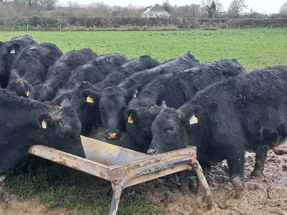 12 ABERDEEN ANGUS HEIFER WEANLINGS - Image 4