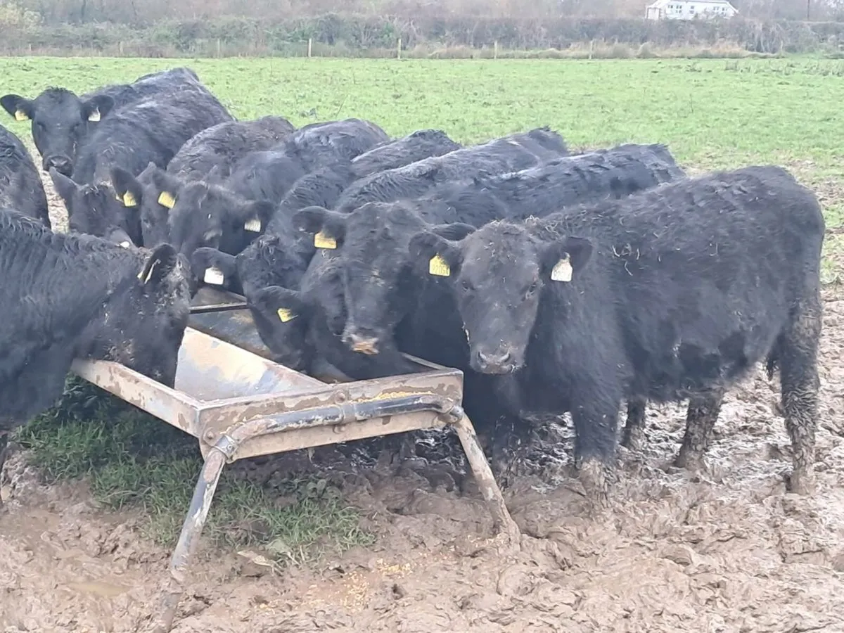 12 ABERDEEN ANGUS HEIFER WEANLINGS - Image 1