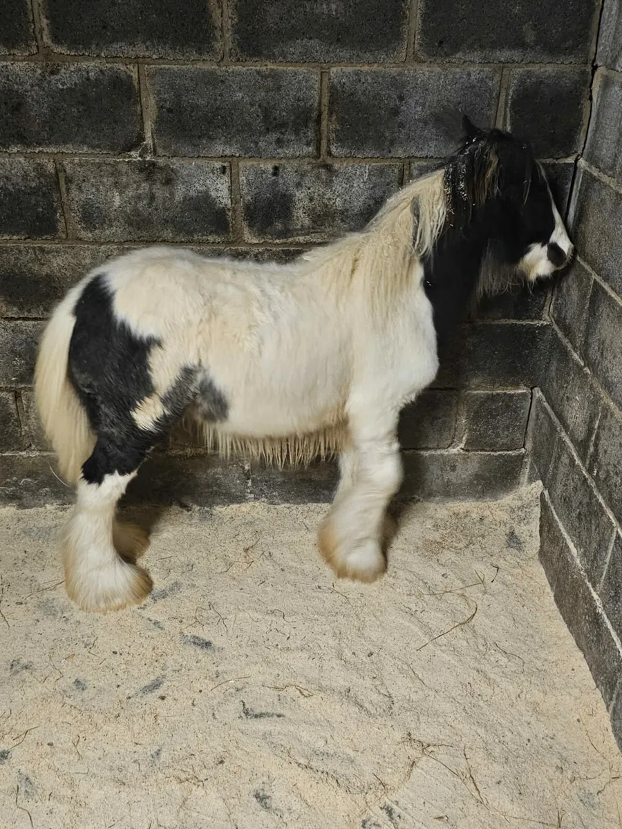 MINTURE COLT KING BREED