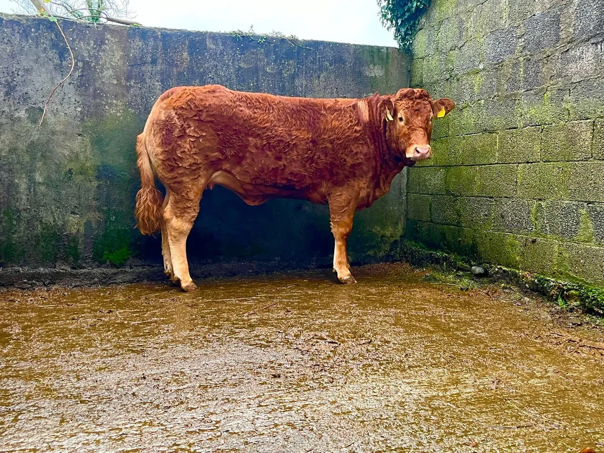 🔥Pedigree Limousin Heifers🔥 - Image 1