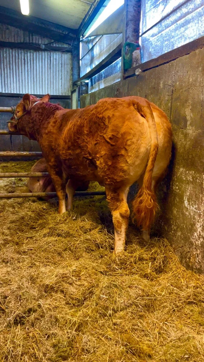 🔥Pedigree Limousin Heifers🔥 - Image 2