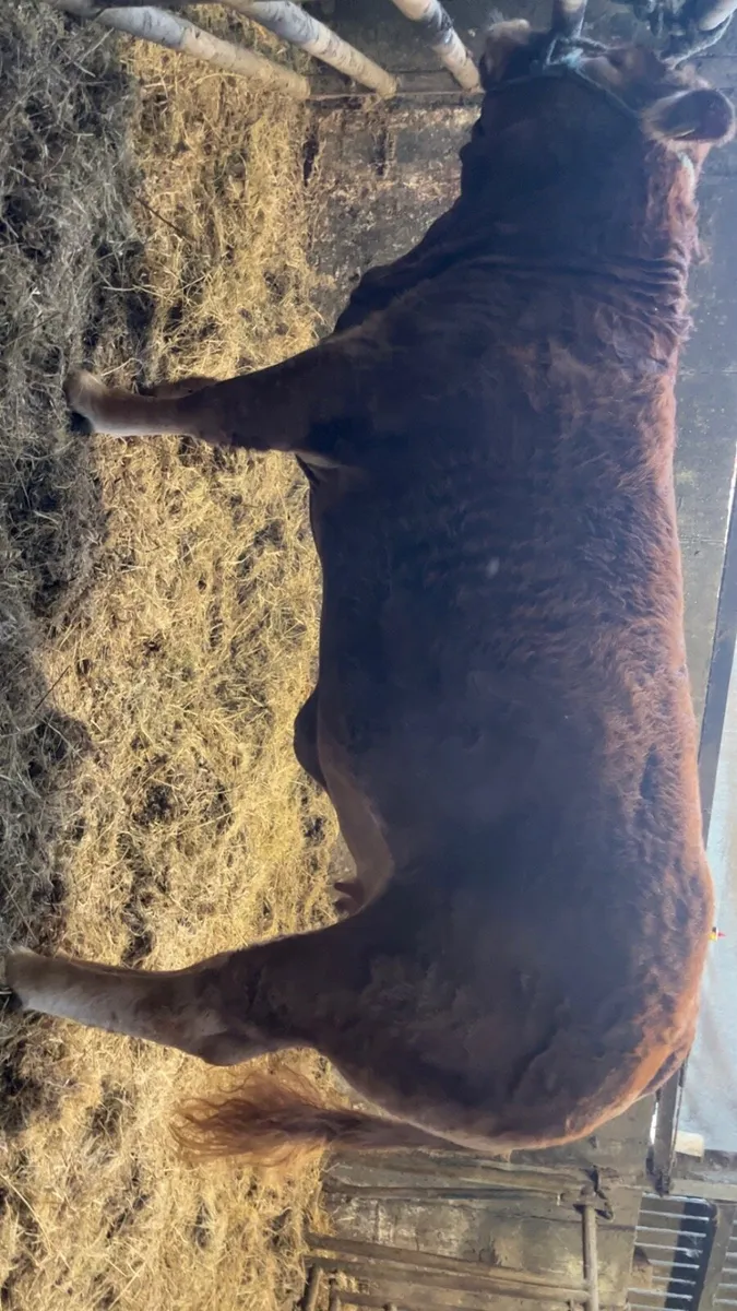 🔥Pedigree Limousin Heifers🔥 - Image 3