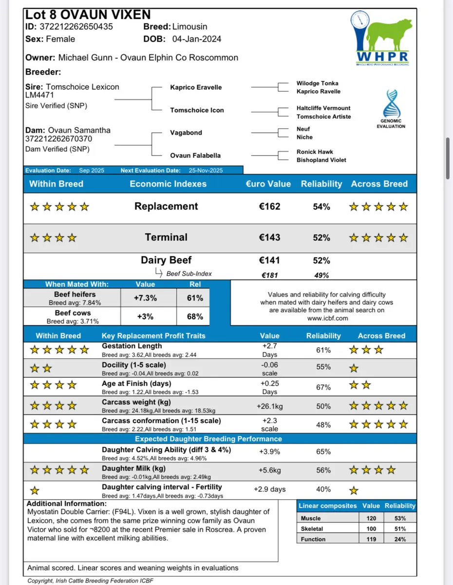 🔥Pedigree Limousin Heifers🔥 - Image 4