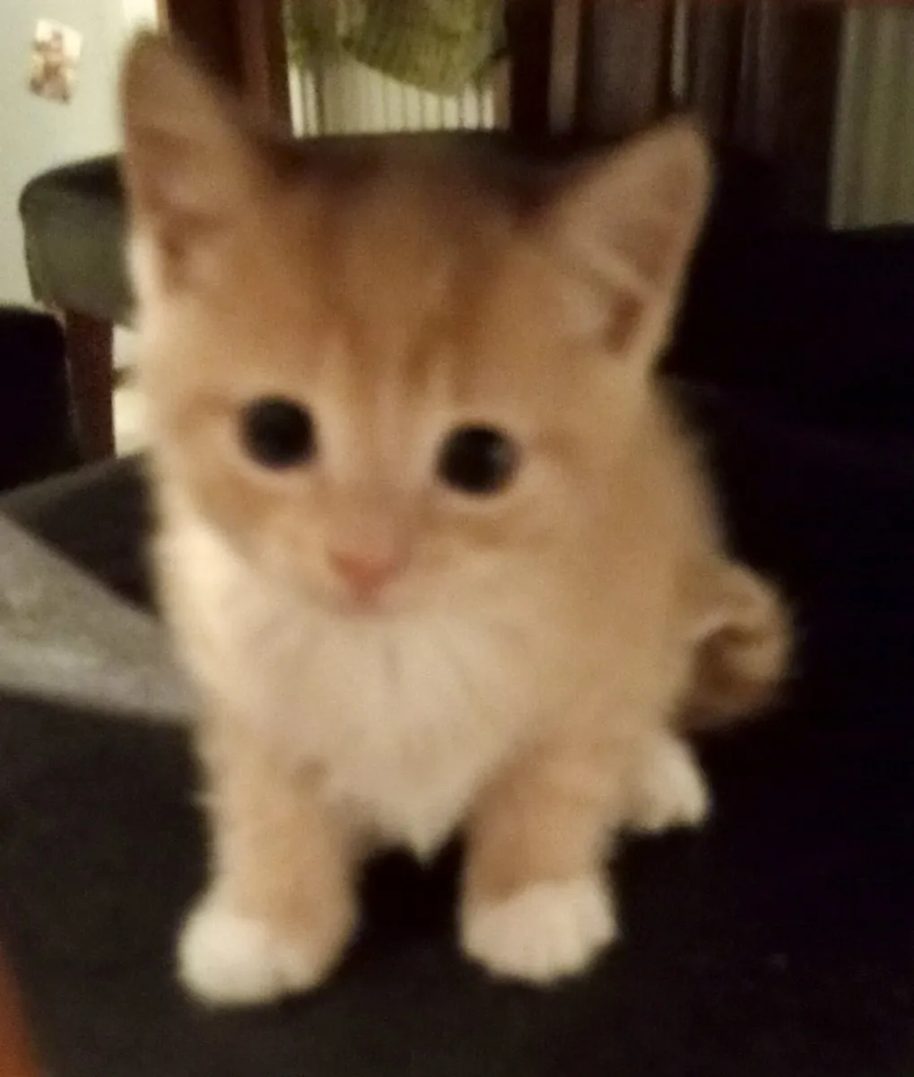 Cute, very friendly Kittens - Image 1