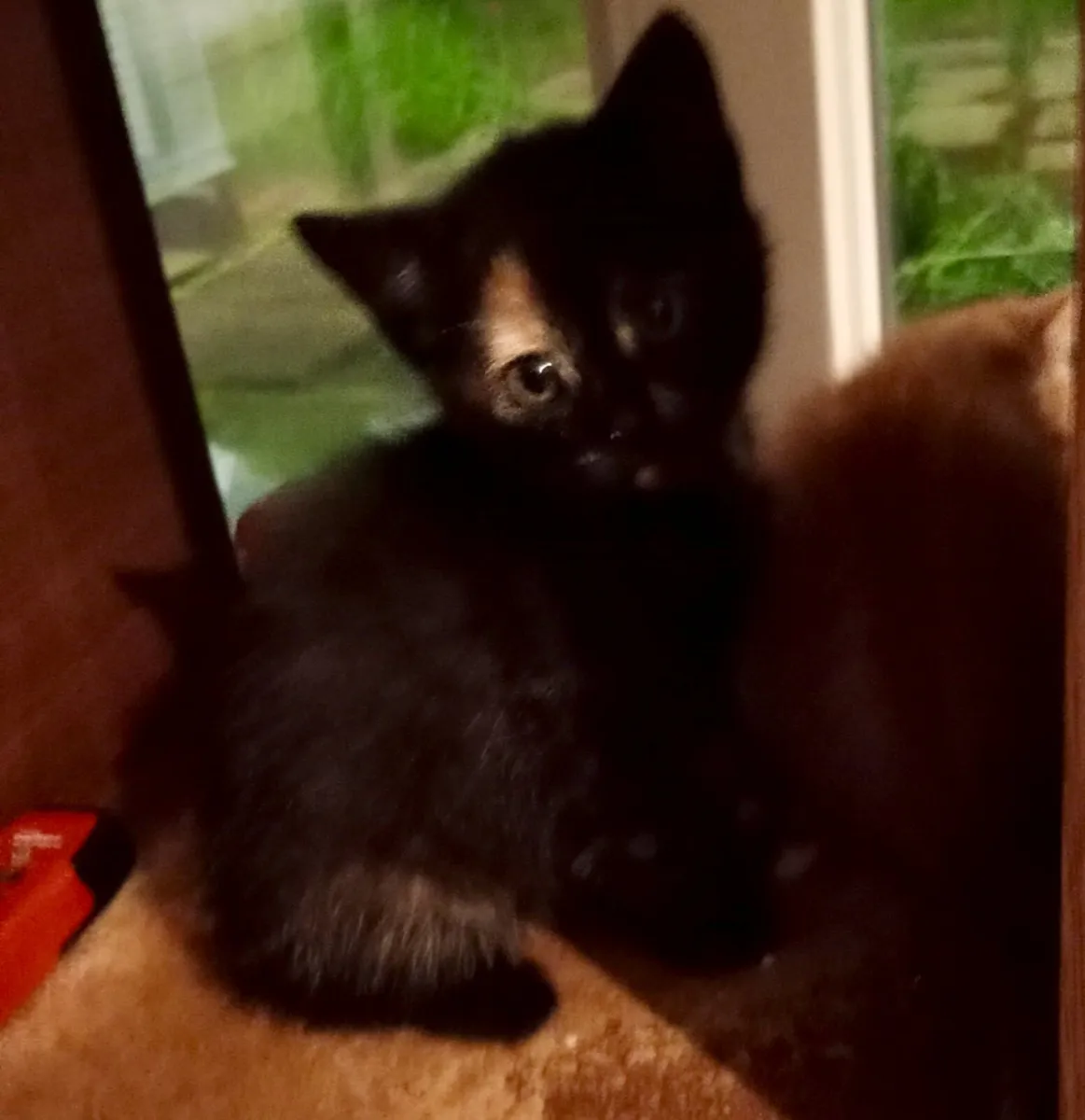 Cute, very friendly Kittens - Image 2