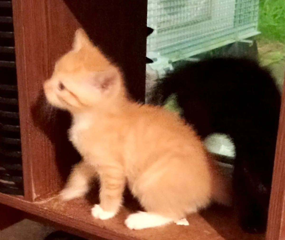 Cute, very friendly Kittens - Image 3