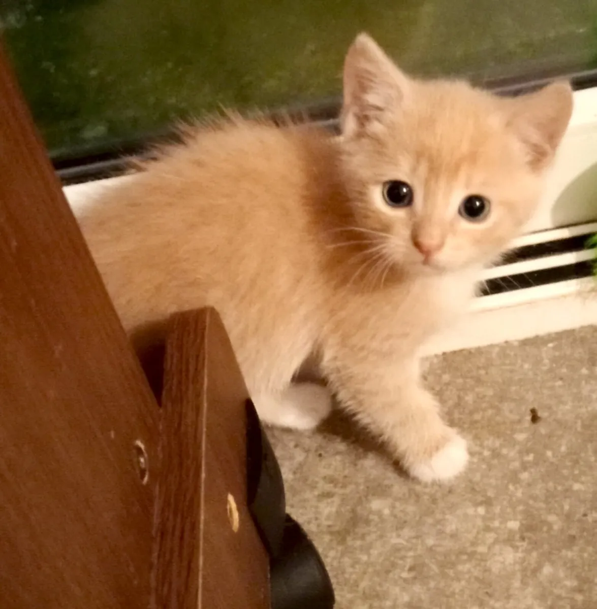 Cute, very friendly Kittens - Image 4