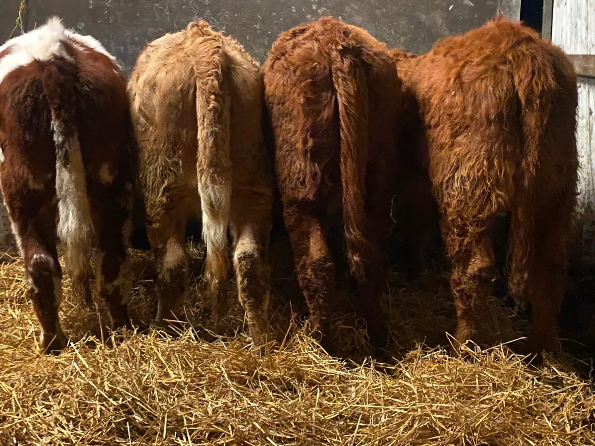 4 Super Cow Making Heifers - Image 1