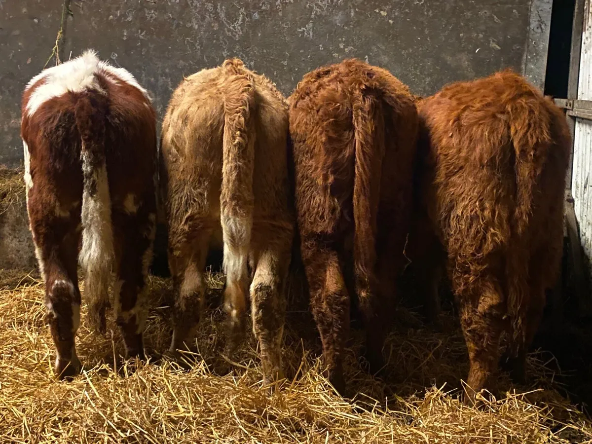 4 Super Cow Making Heifers - Image 2