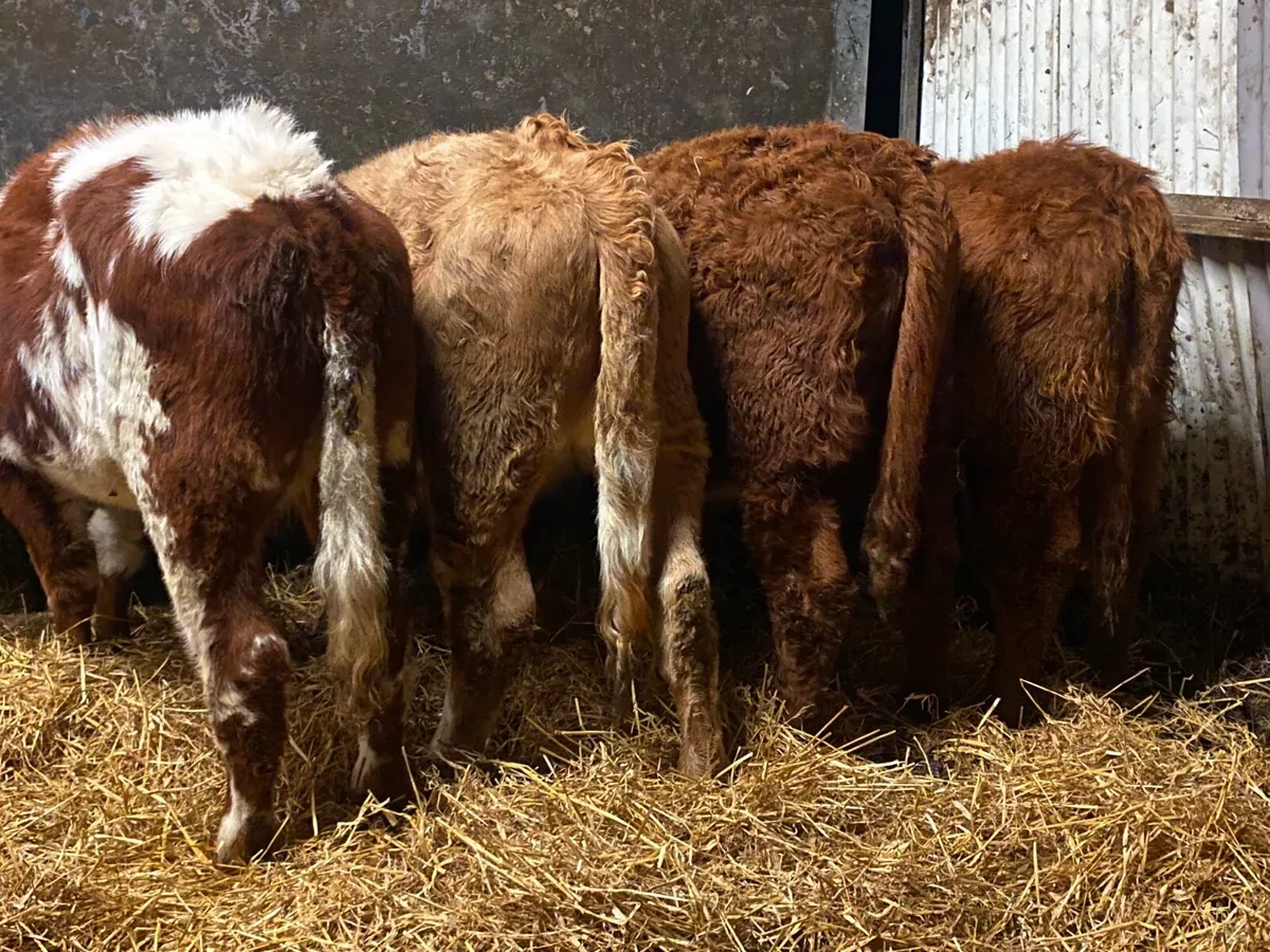 4 Super Cow Making Heifers - Image 3