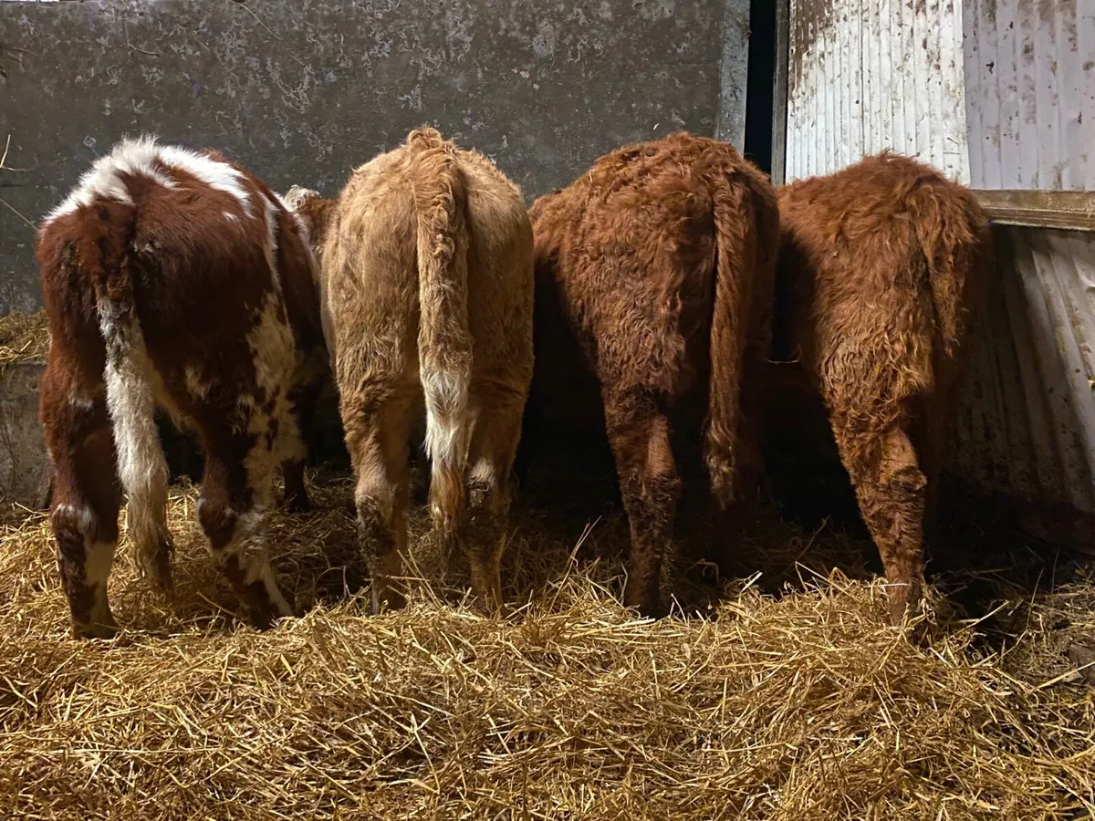 4 Super Cow Making Heifers - Image 4