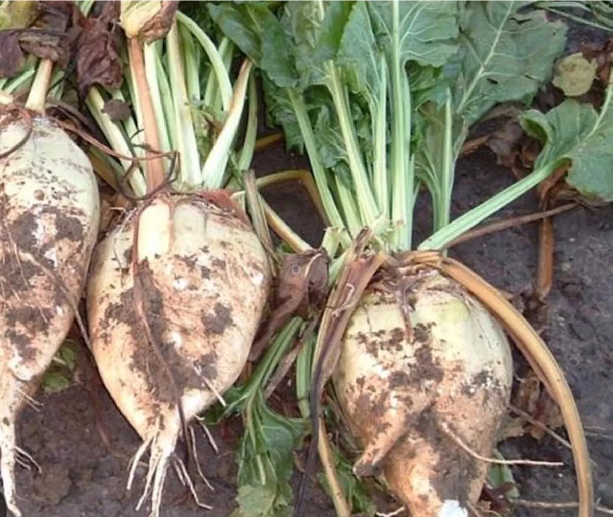 Fodder Beet - Image 1