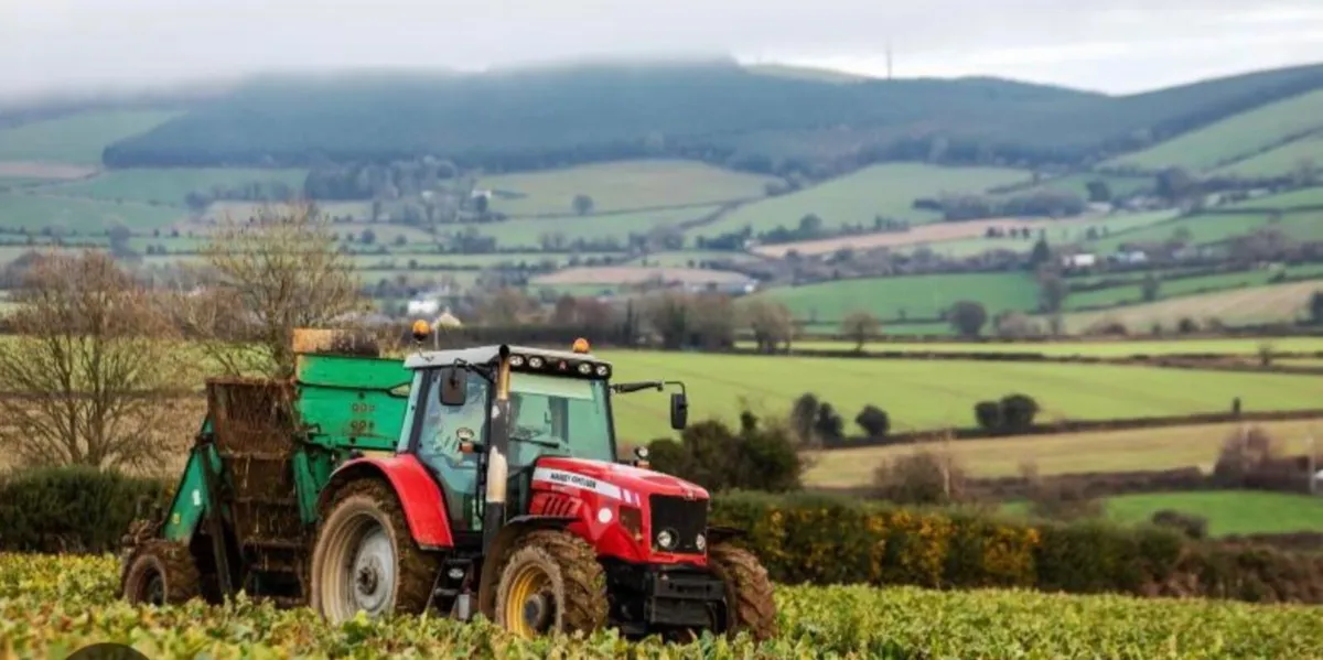 Fodder Beet - Image 2