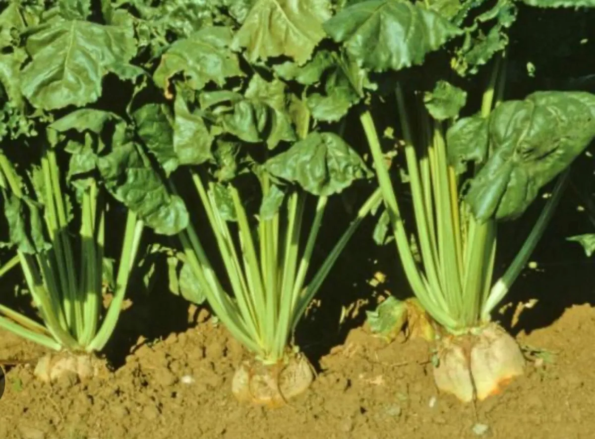 Fodder Beet - Image 3