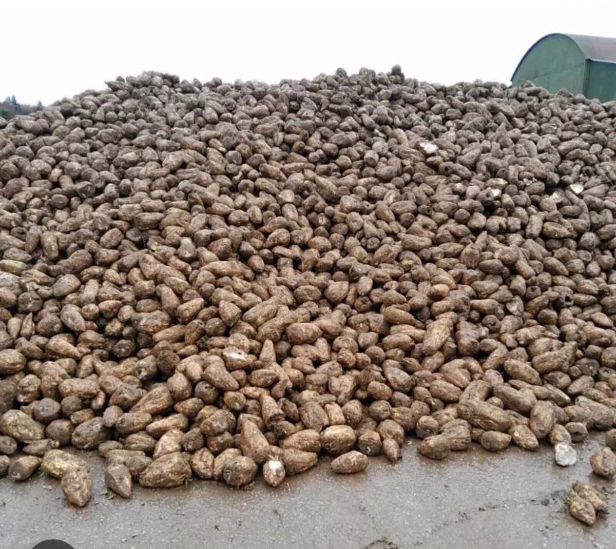 Fodder Beet - Image 4