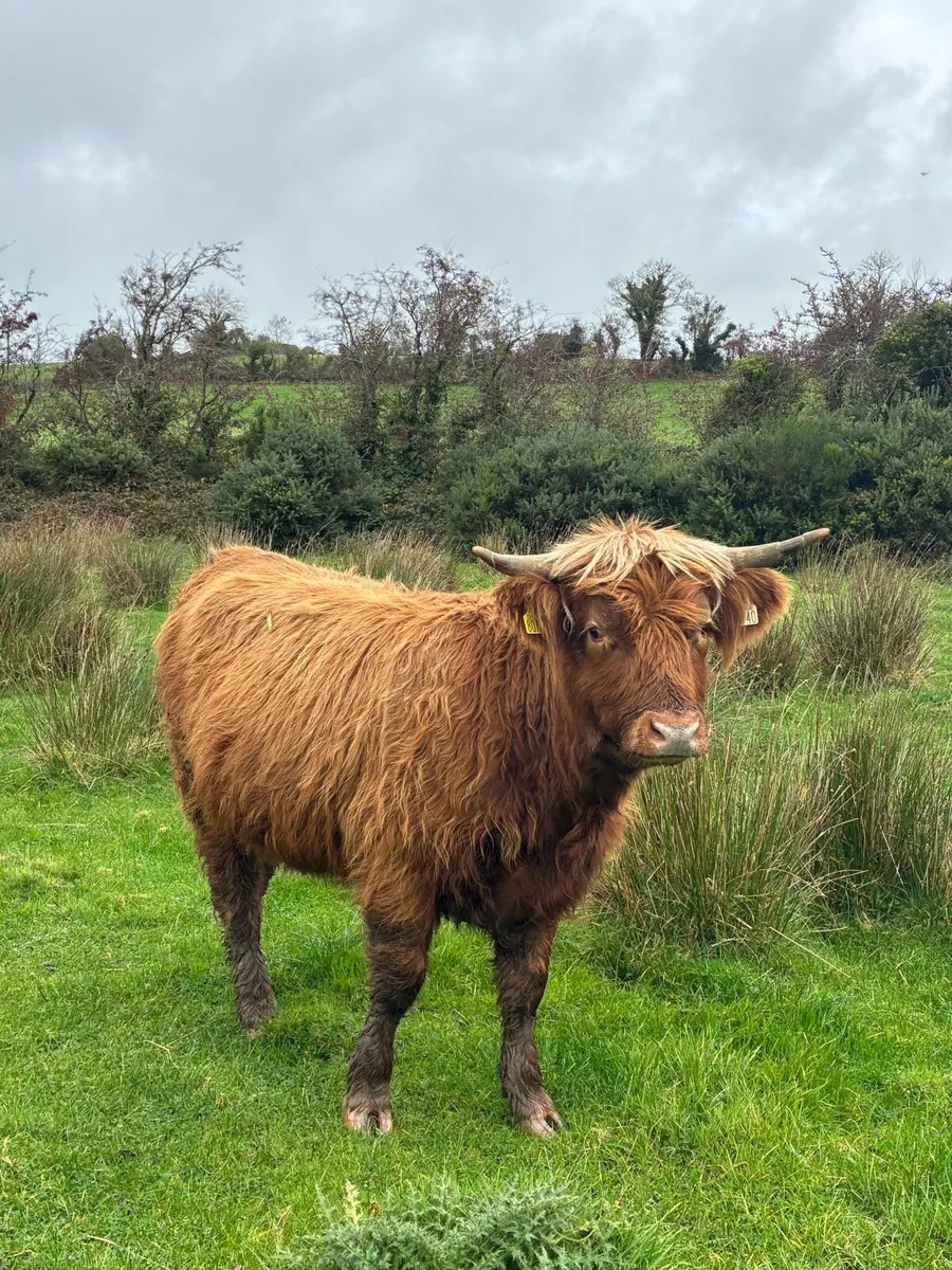 Highland Heifer