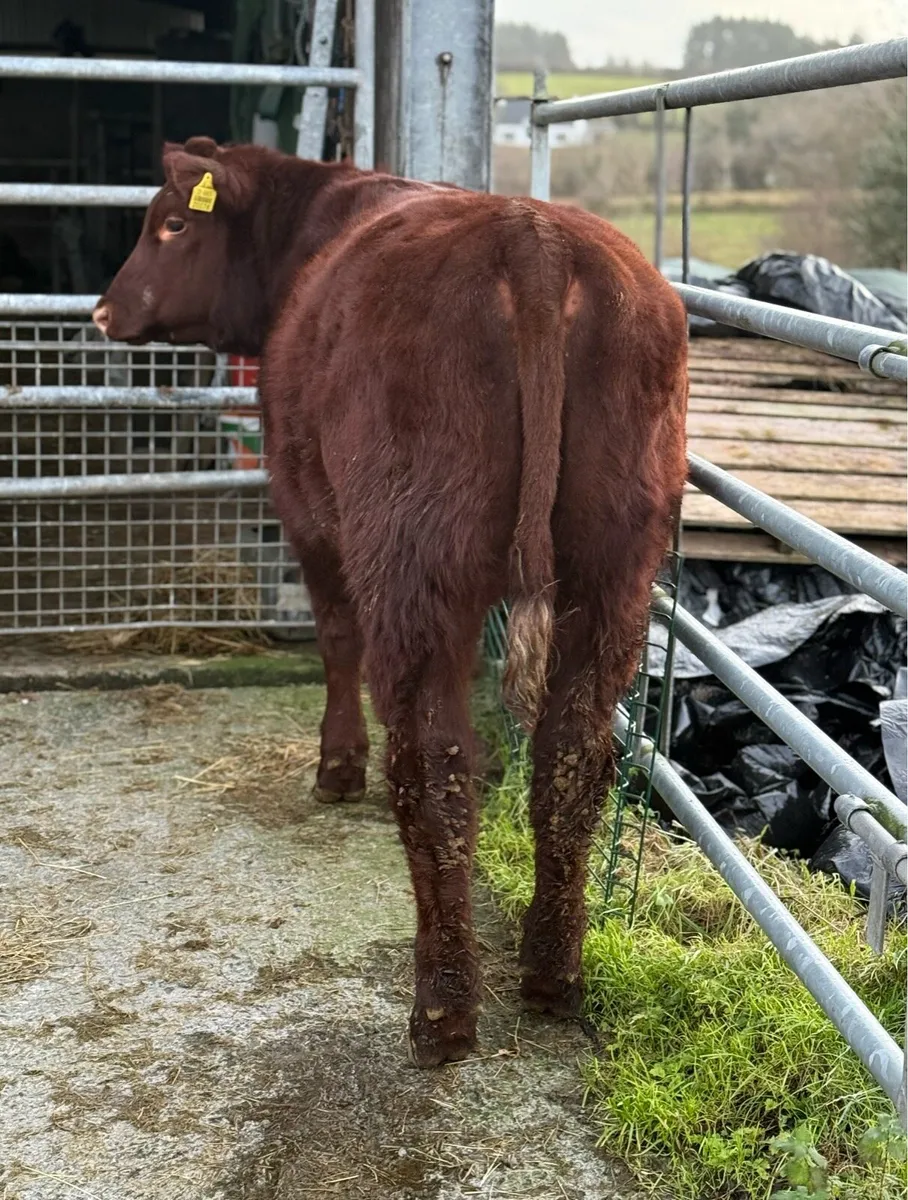 PBR Shorthorn Heifer - Image 1