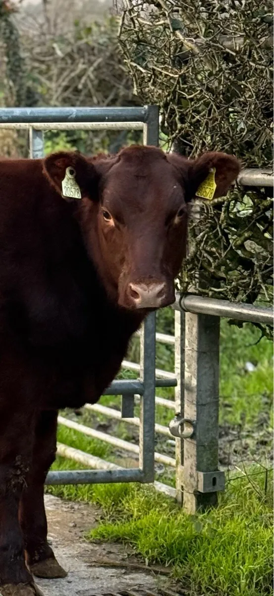 PBR Shorthorn Heifer - Image 2