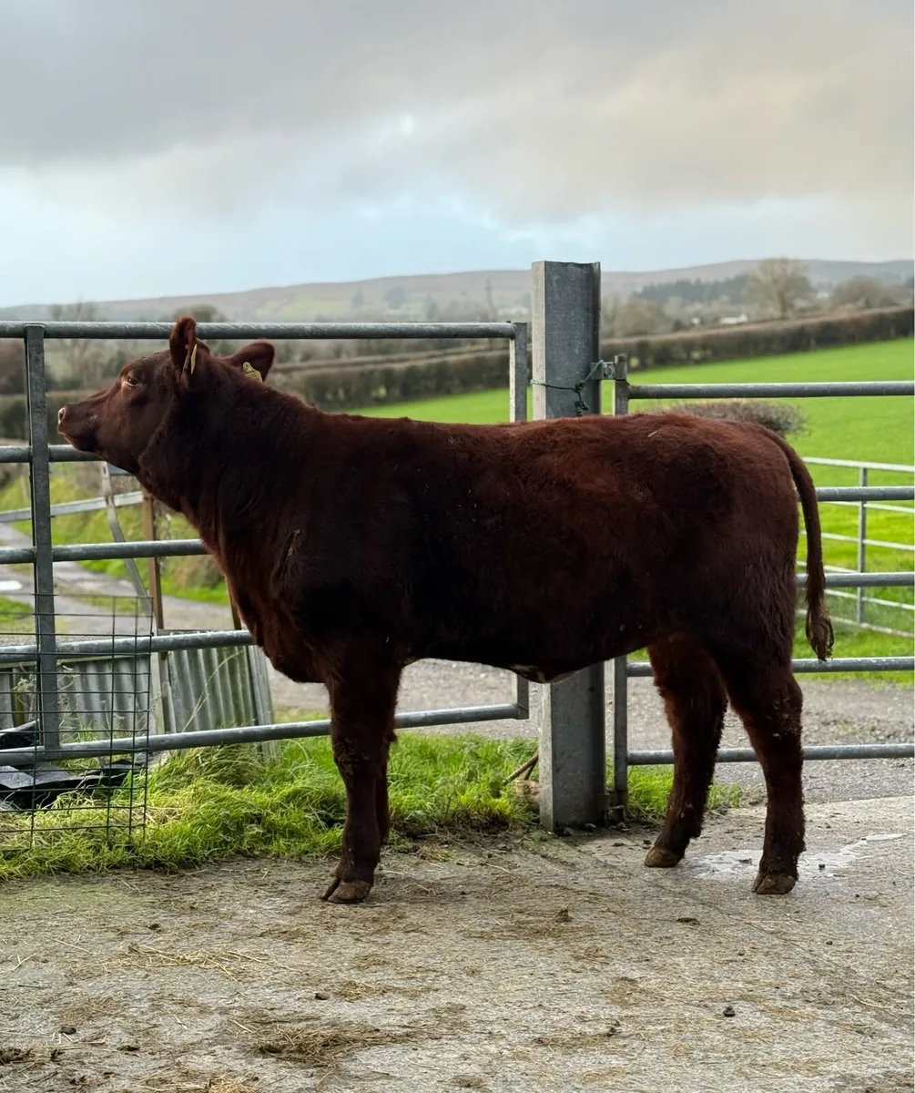 PBR Shorthorn Heifer - Image 3
