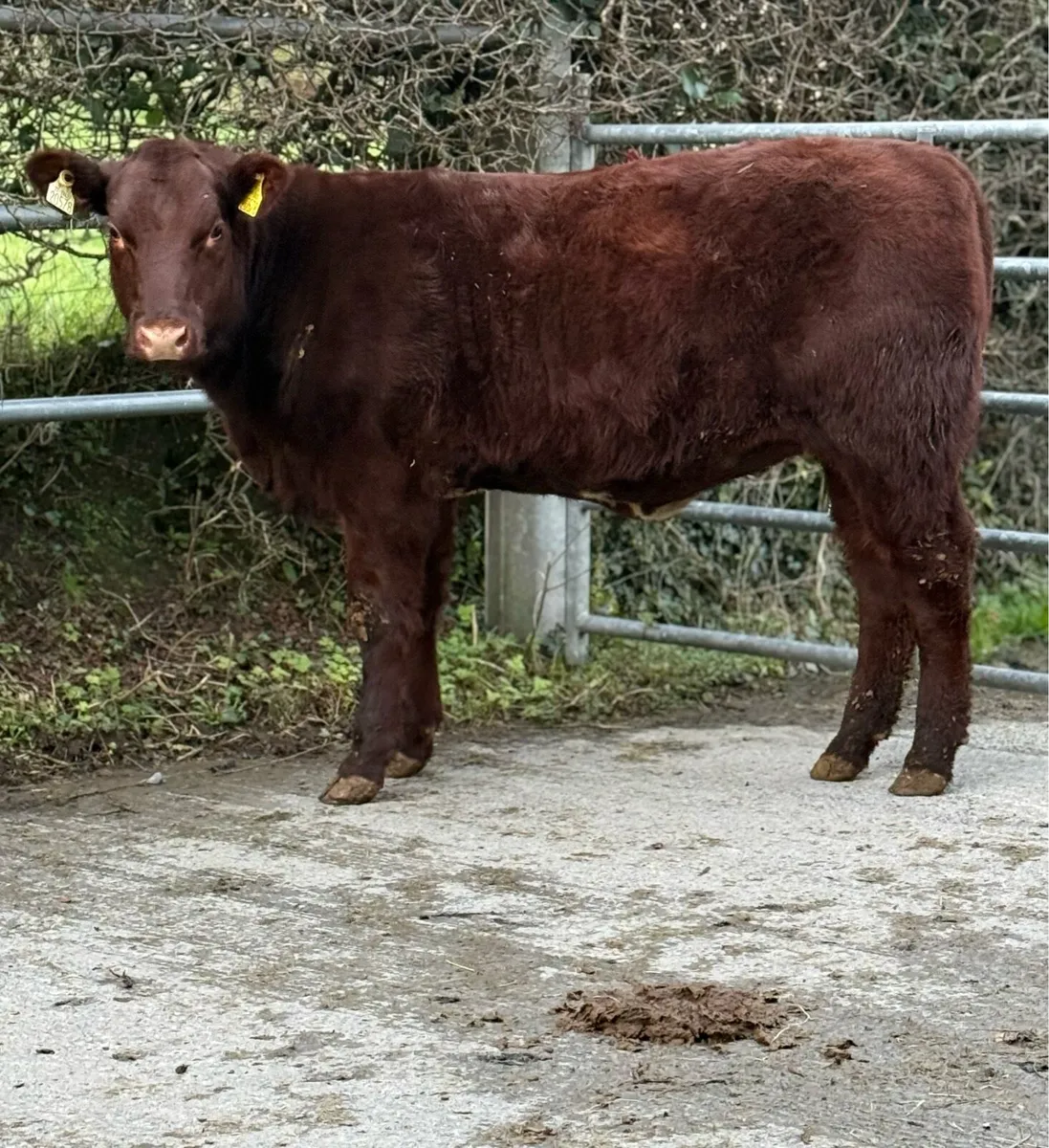 PBR Shorthorn Heifer - Image 4