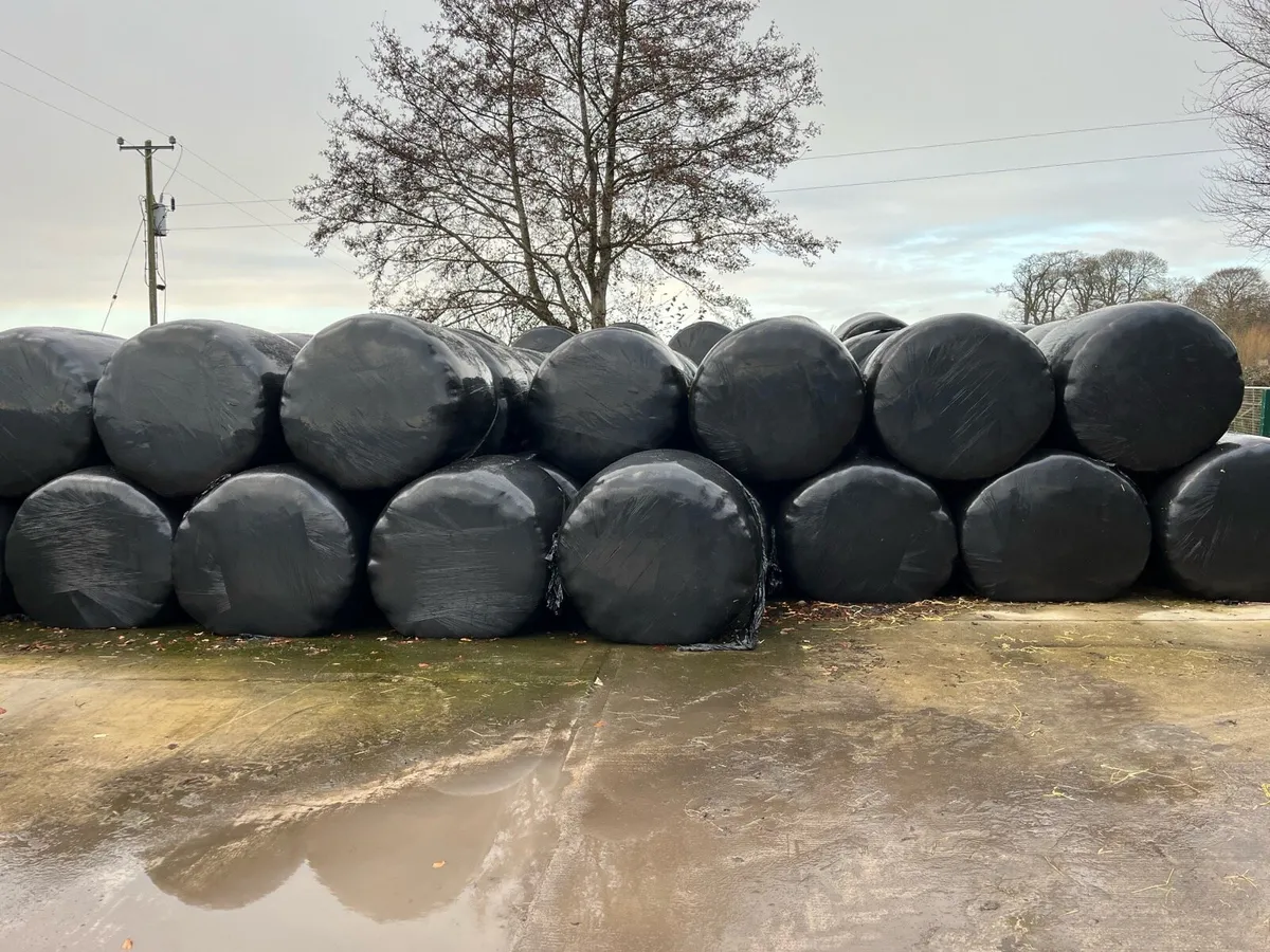 Silage Bales - Image 1
