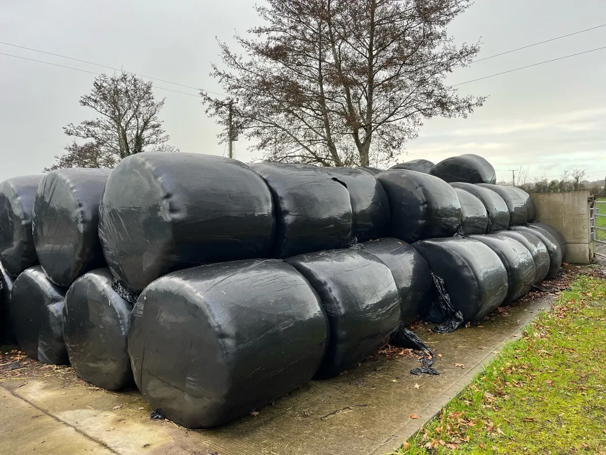 Silage Bales - Image 2