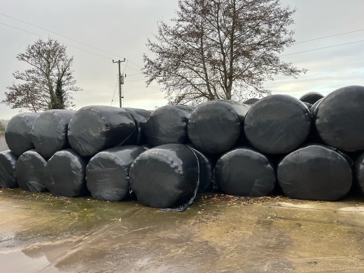 Silage Bales - Image 3