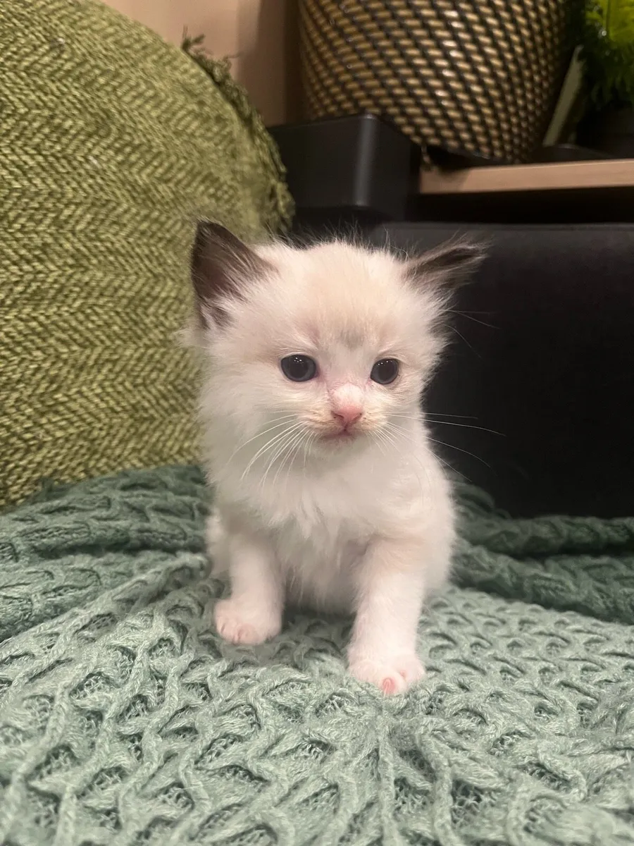 Ragdoll Kitten 1 boy left - Image 3