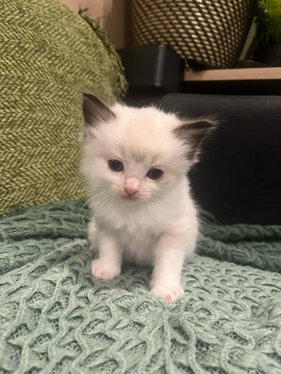 Ragdoll Kitten 1 boy left - Image 4