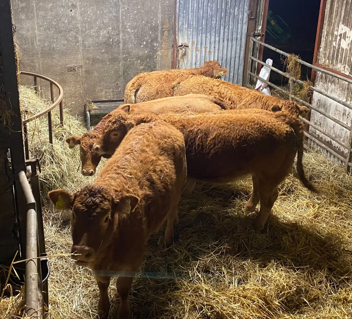 5 Weanling Heifers for Ballinasloe Mart - Image 2