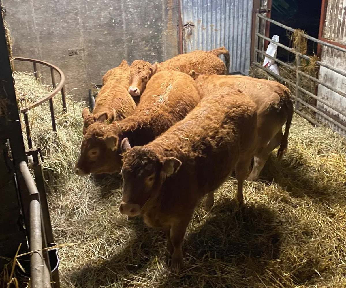 5 Weanling Heifers for Ballinasloe Mart - Image 3