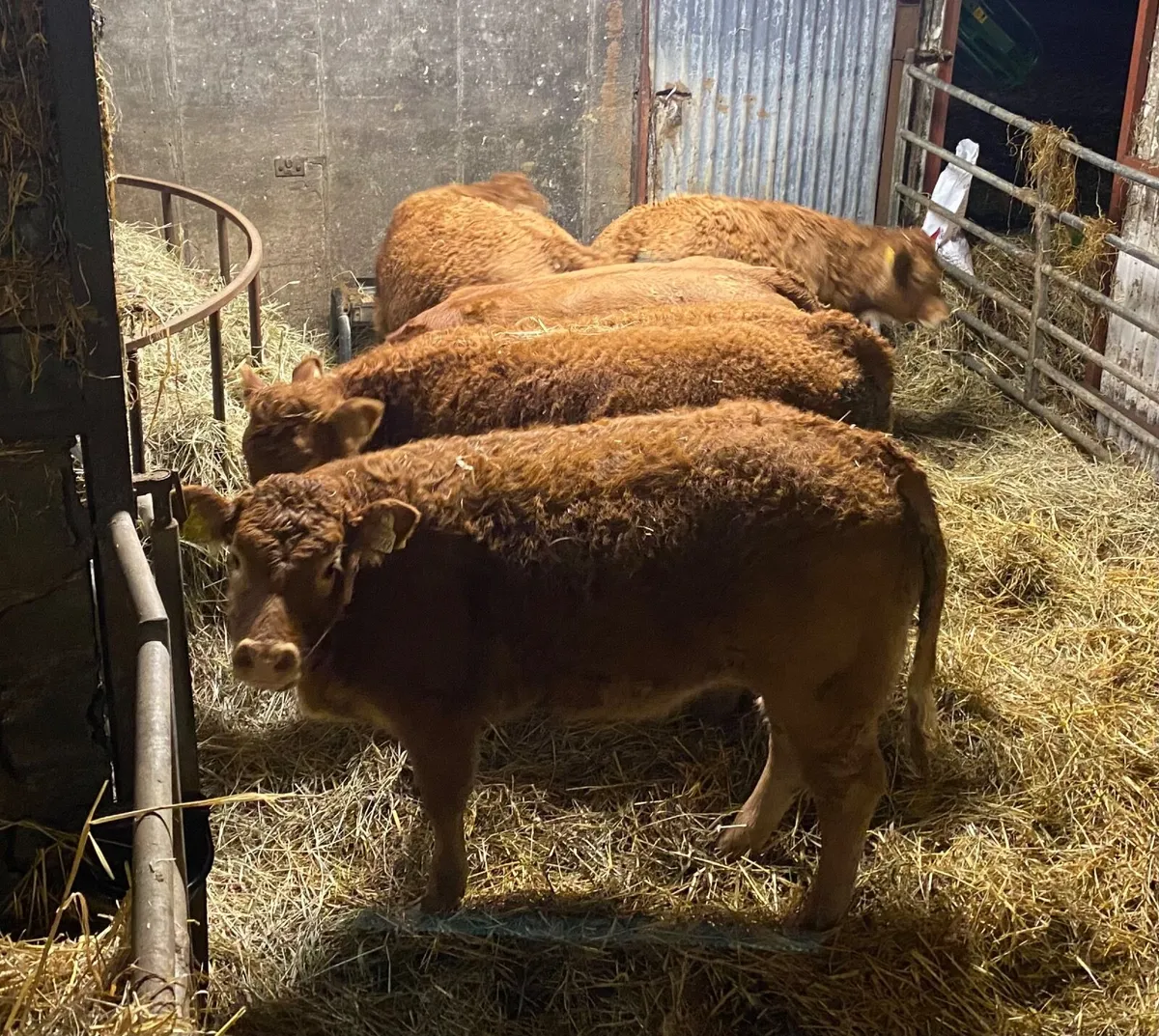 5 Weanling Heifers for Ballinasloe Mart - Image 1