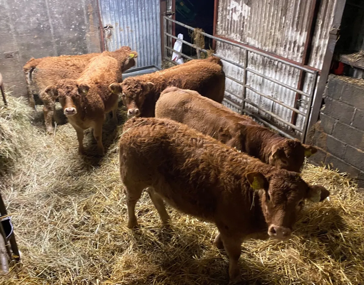 5 Weanling Heifers for Ballinasloe Mart - Image 4