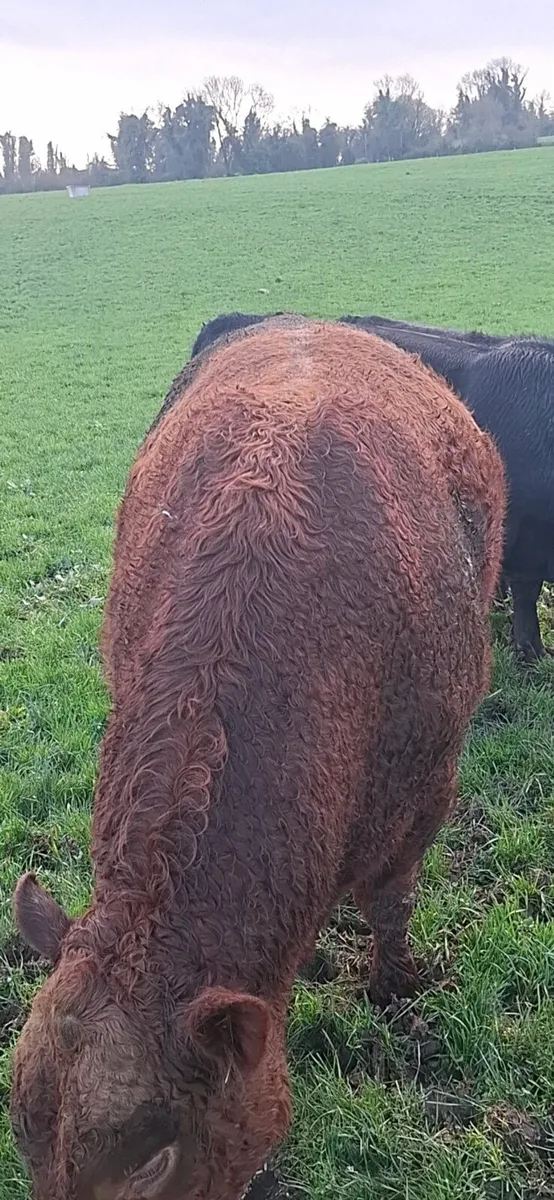 3 year old Red Angus bull - Image 2