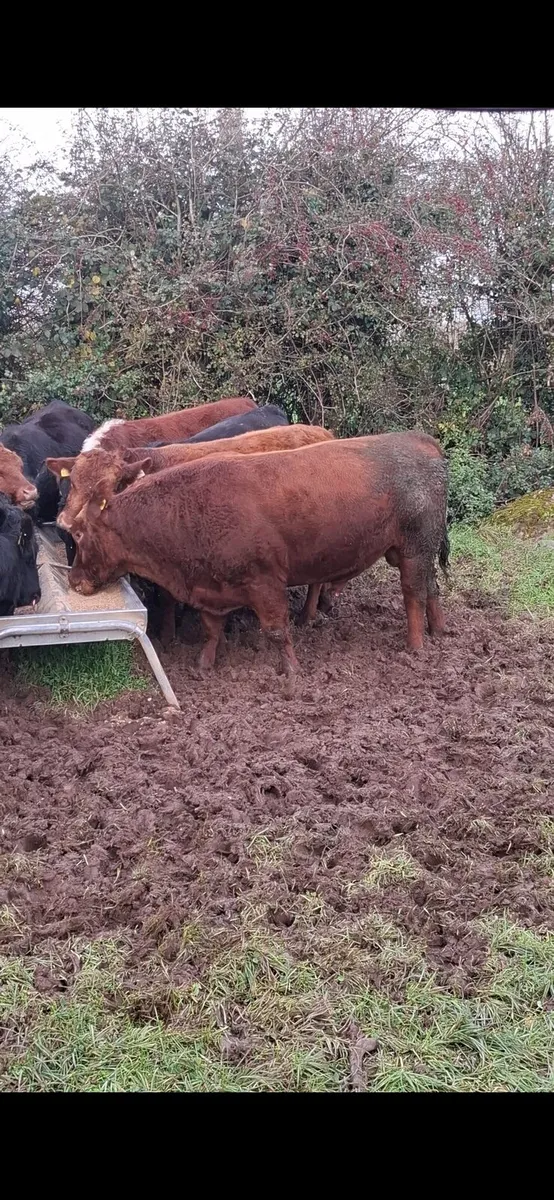 3 year old Red Angus bull - Image 1