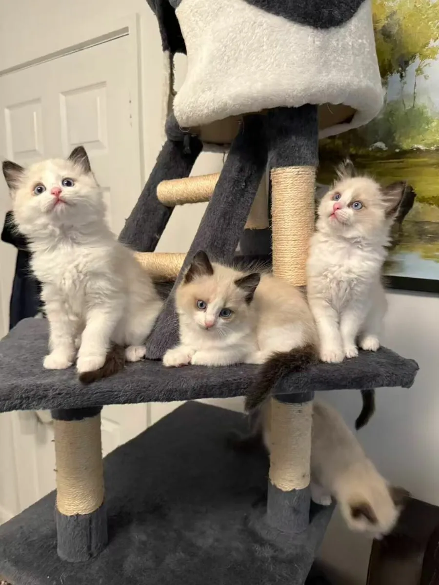 Ragdoll Kittens - Image 1