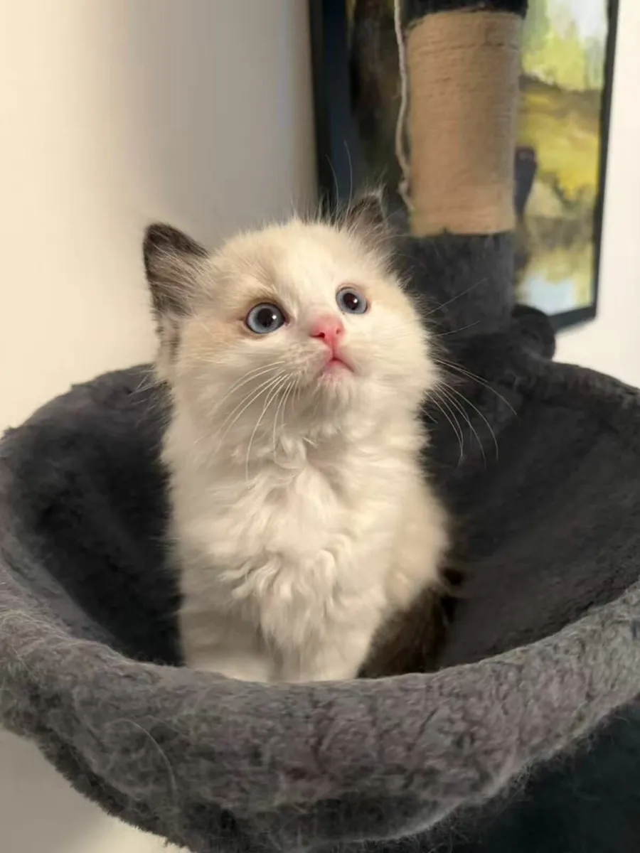 Ragdoll Kittens - Image 2