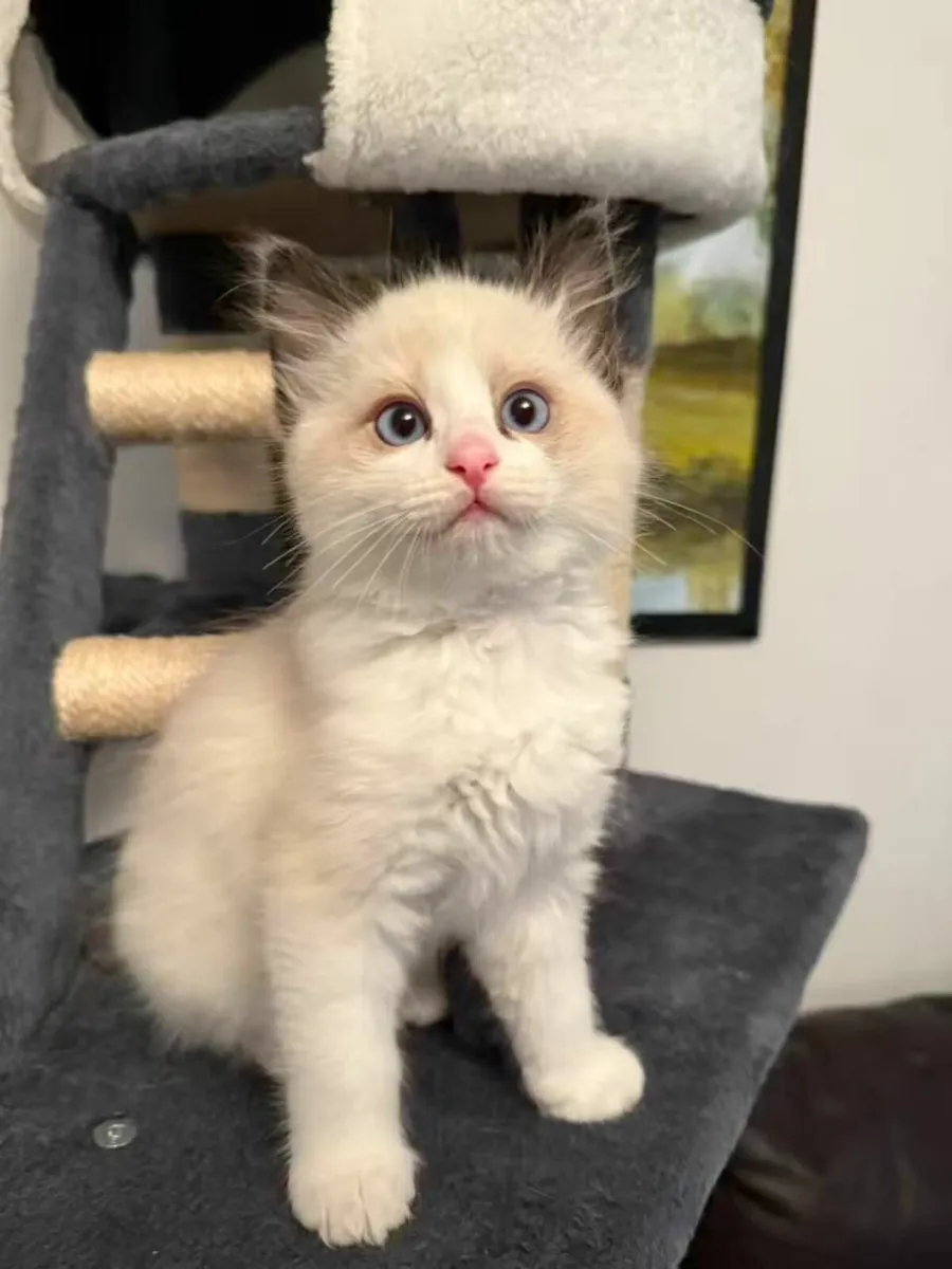 Ragdoll Kittens - Image 3