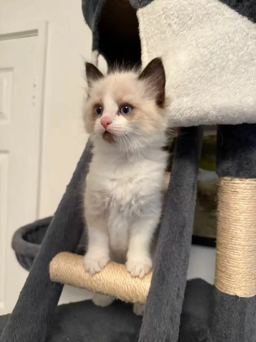 Ragdoll Kittens - Image 4