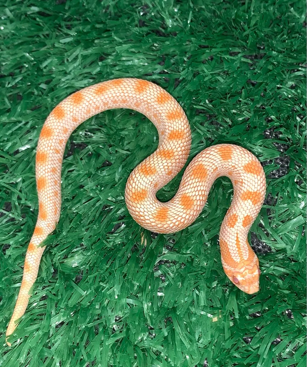 Western Hognose snakes - Image 1