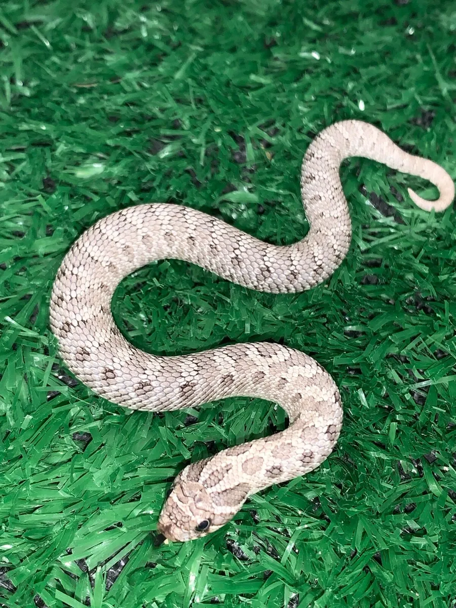 Western Hognose snakes - Image 2