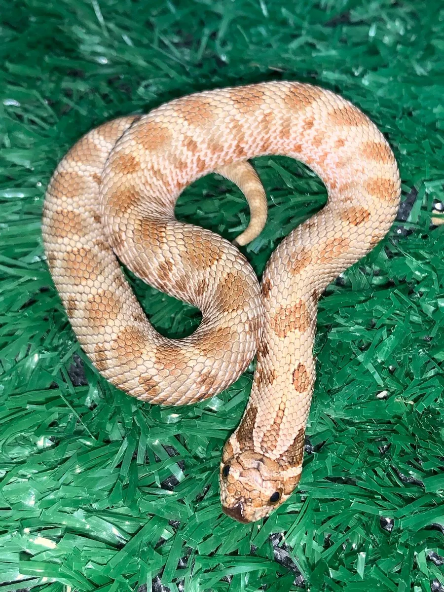 Western Hognose snakes - Image 3